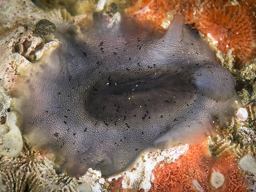 Scutus unguis